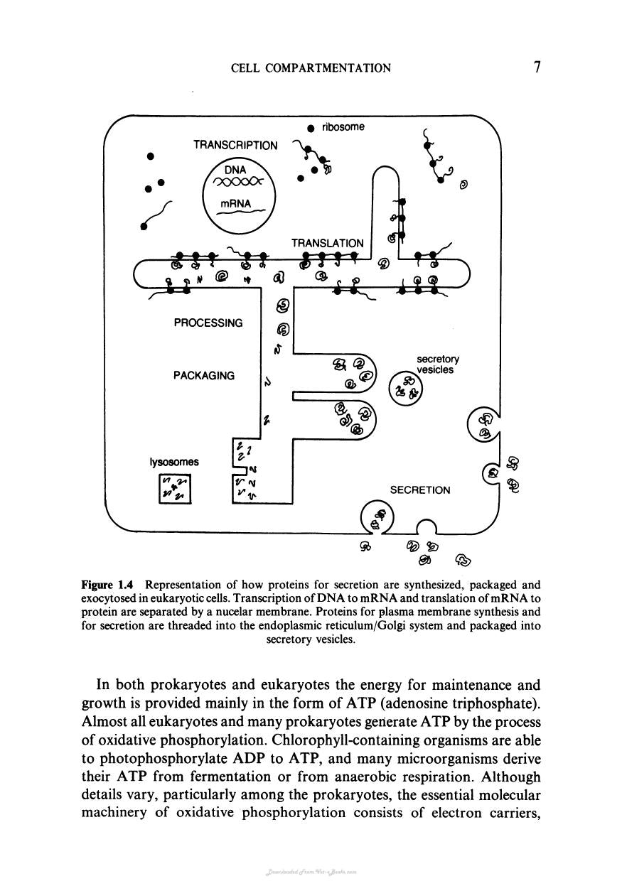 Biochemistry And Structure Of Cell Organelle
