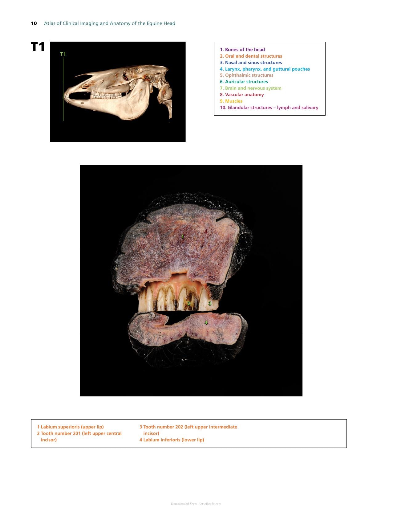 Atlas Of Clinical Imaging And Anatomy Of The Equine Head