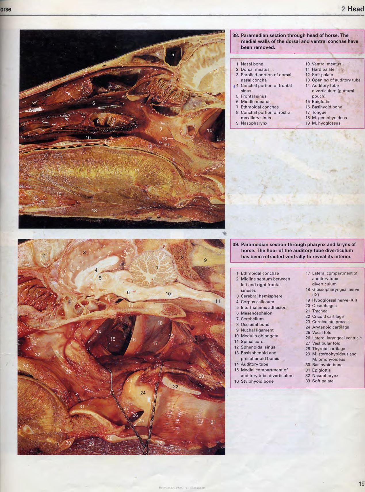 Color Atlas Of Large Animal Applied Anatomy 1St Edition