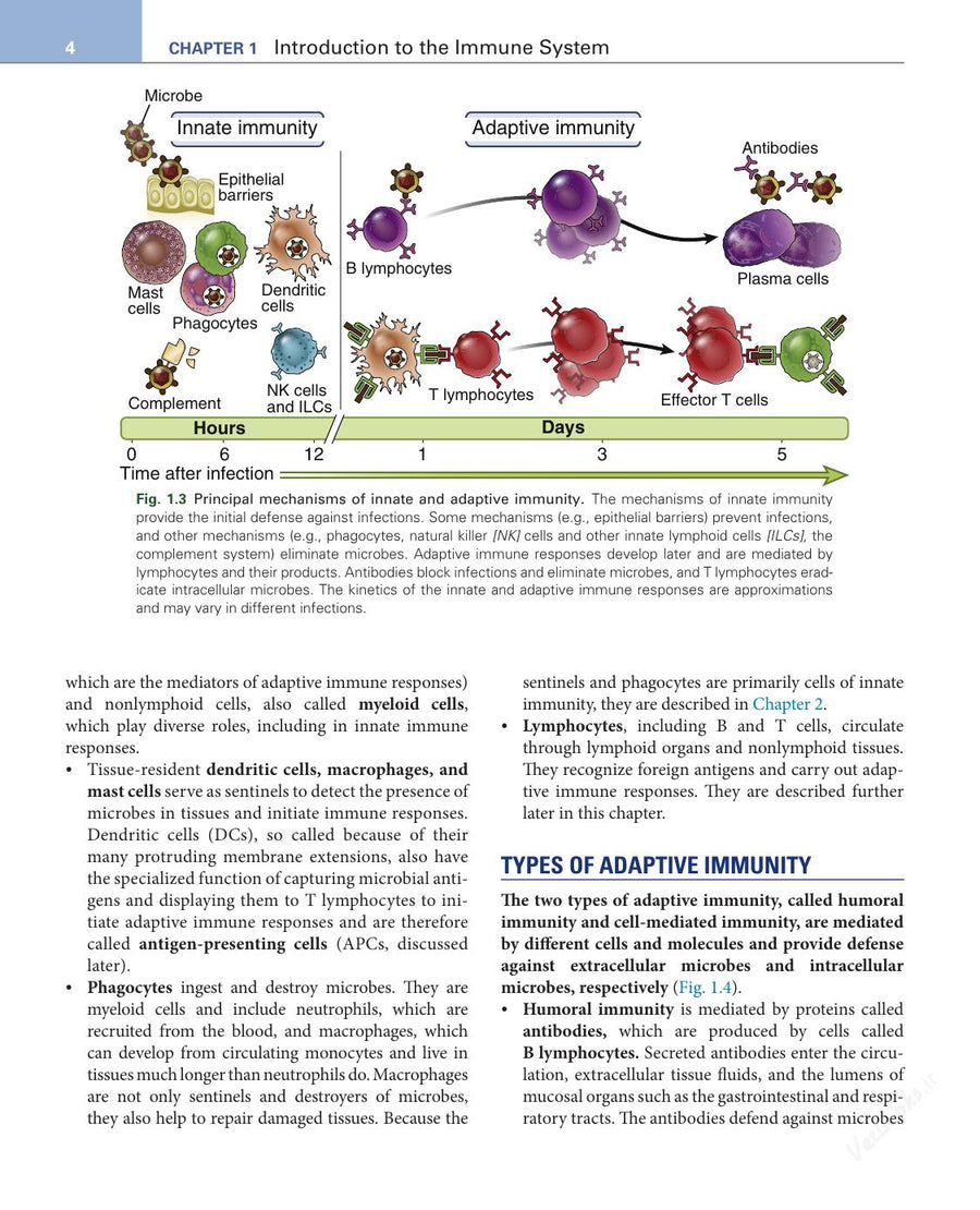Preview page of Basic Immunology: Functions and Disorders of the Immune System 6th Edition