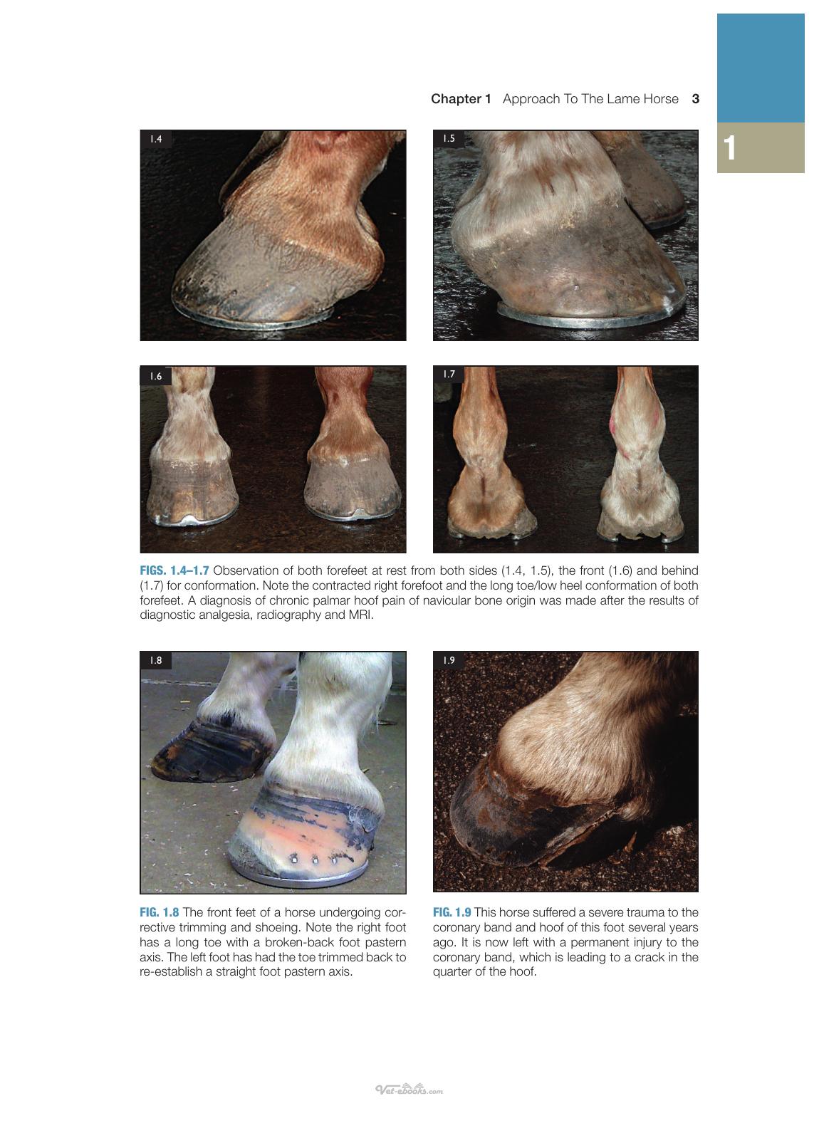 Concise Textbook Of Equine Clinical Practice Book 1 Lameness