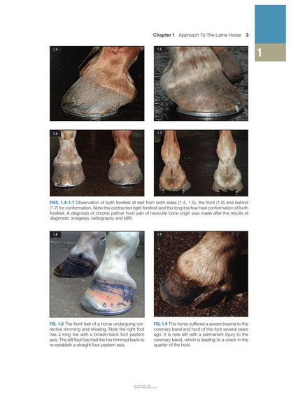 Concise Textbook of Equine Clinical Practice Book 1 Lameness