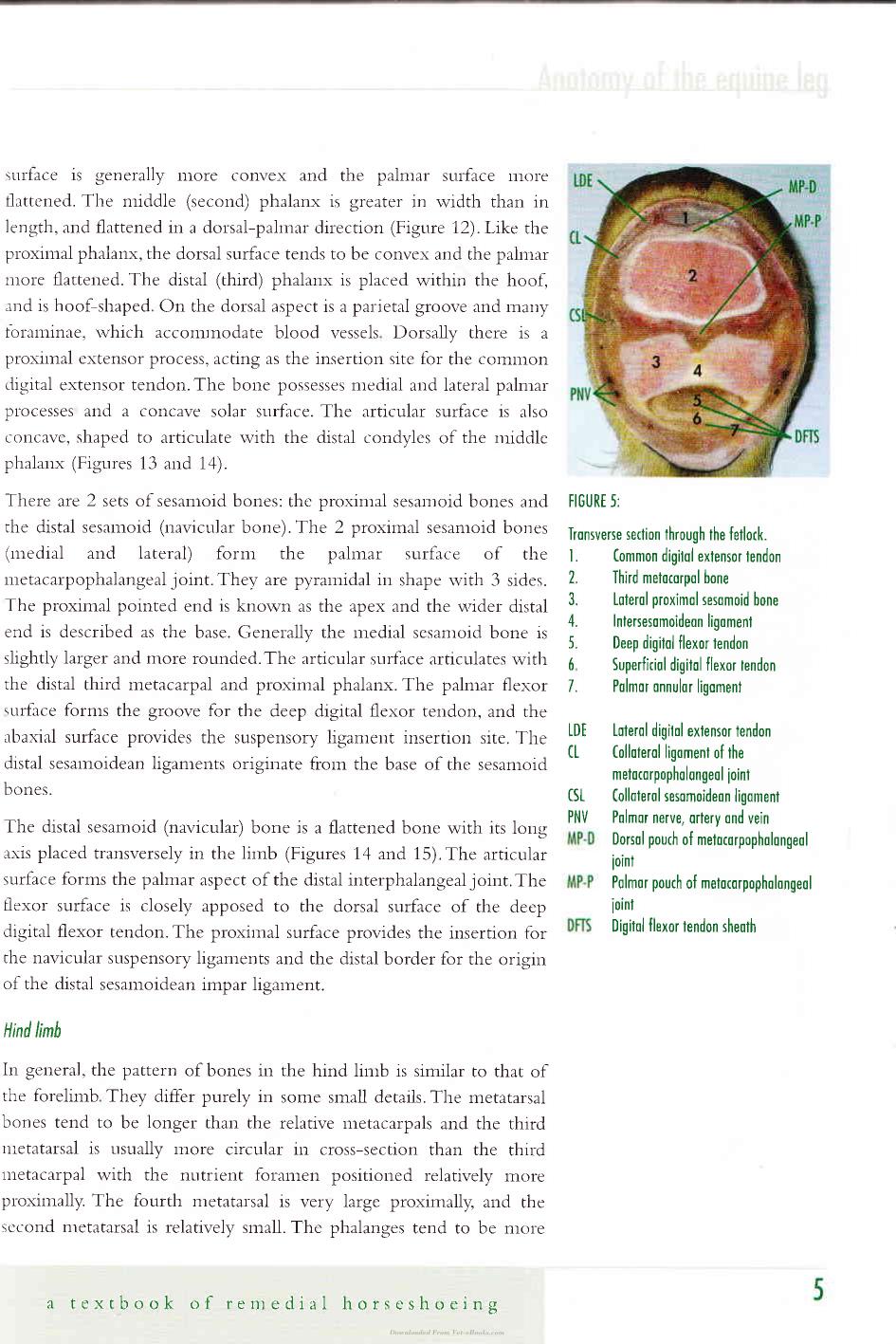 Corrective Farriery A Textbook Of Remedial Horsehoeing Volume 1