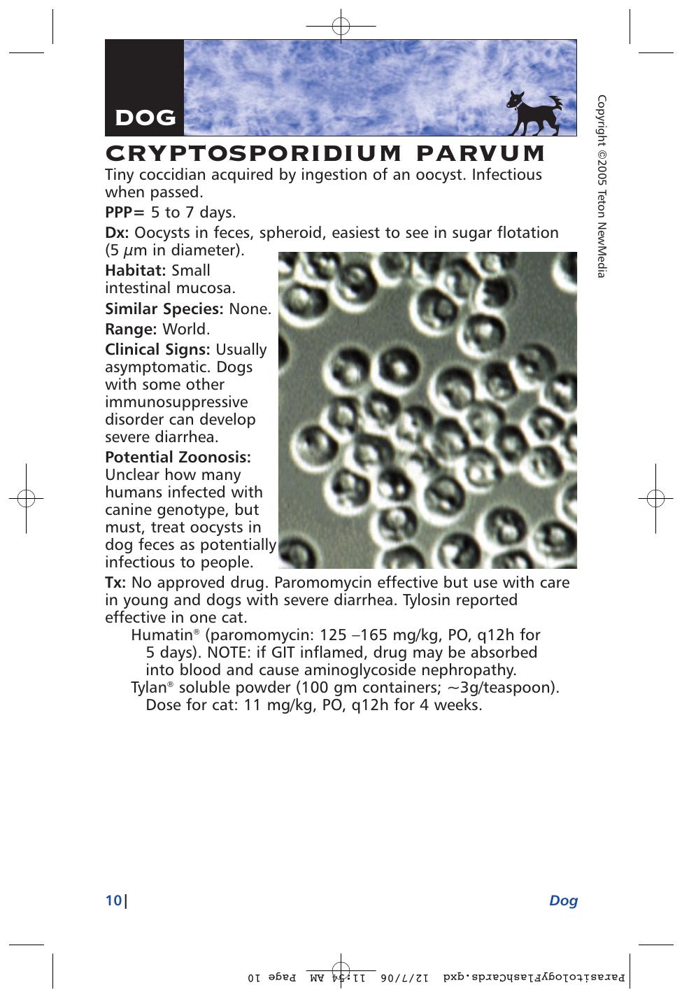 Parasitology Diagnosis And Treatment Of Common Parasitisms In Dogs And Cats