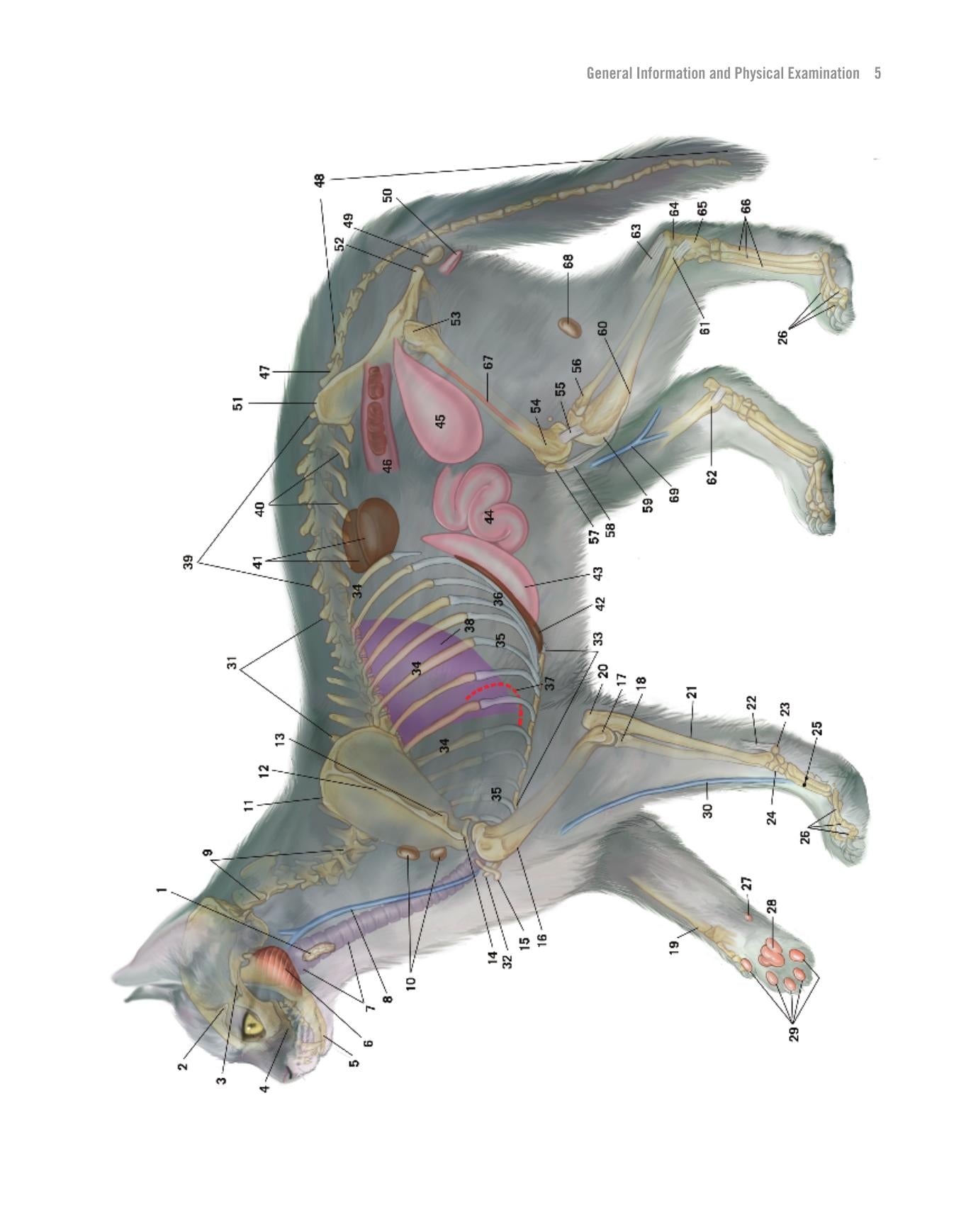 Atlas Of Feline Anatomy For Veterinarians