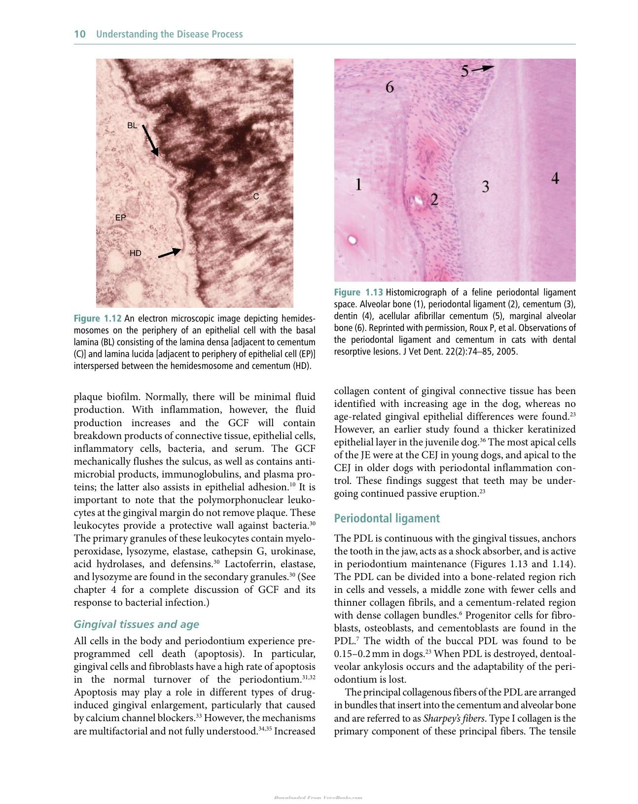Veterinary Periodontology