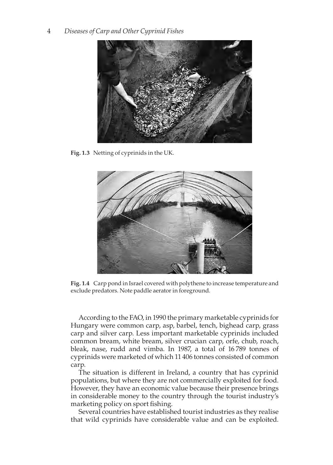 Diseases Of Carp And Other Cyprinid Fishes