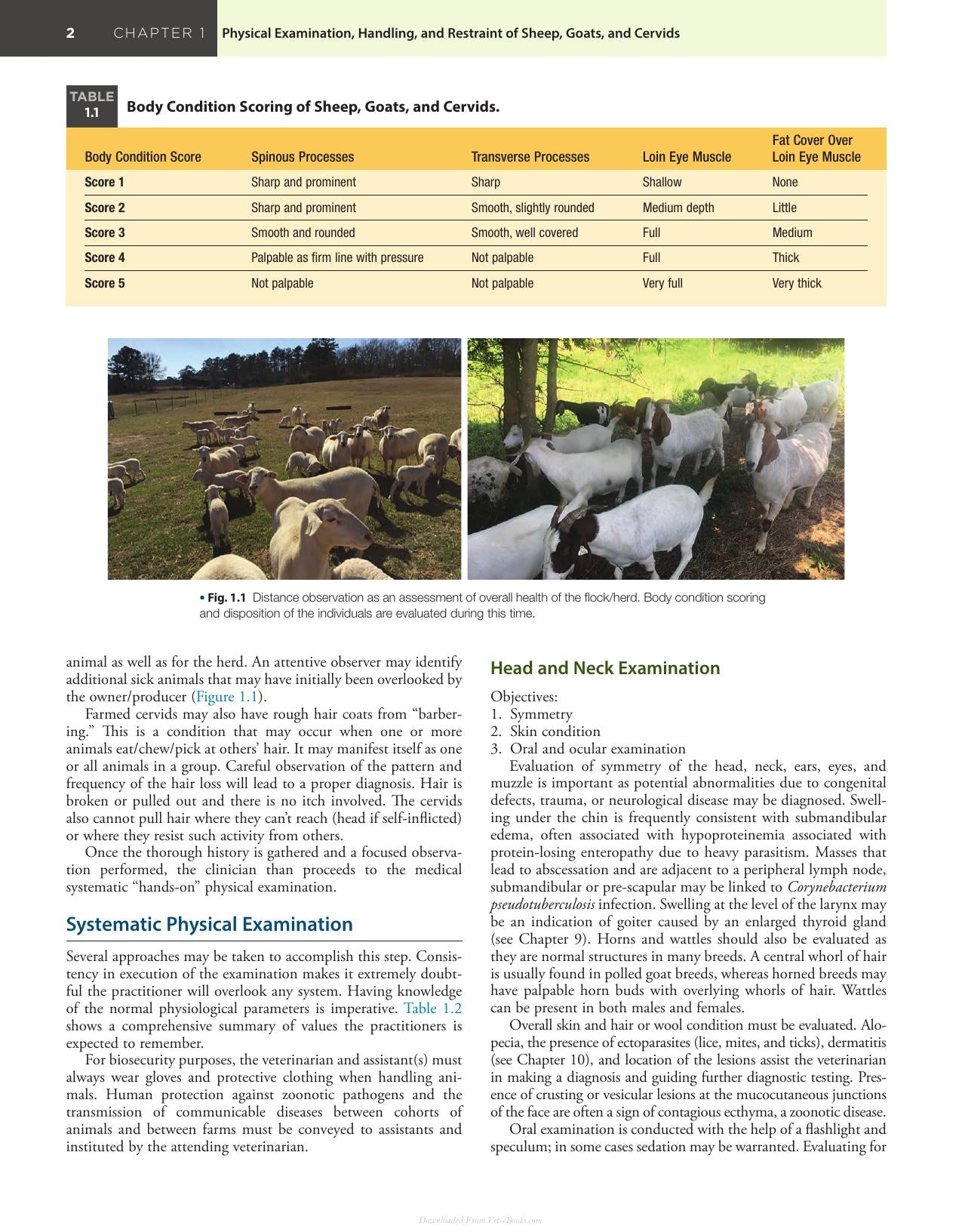 Sheep And Goat Medicine 3Rd Edition
