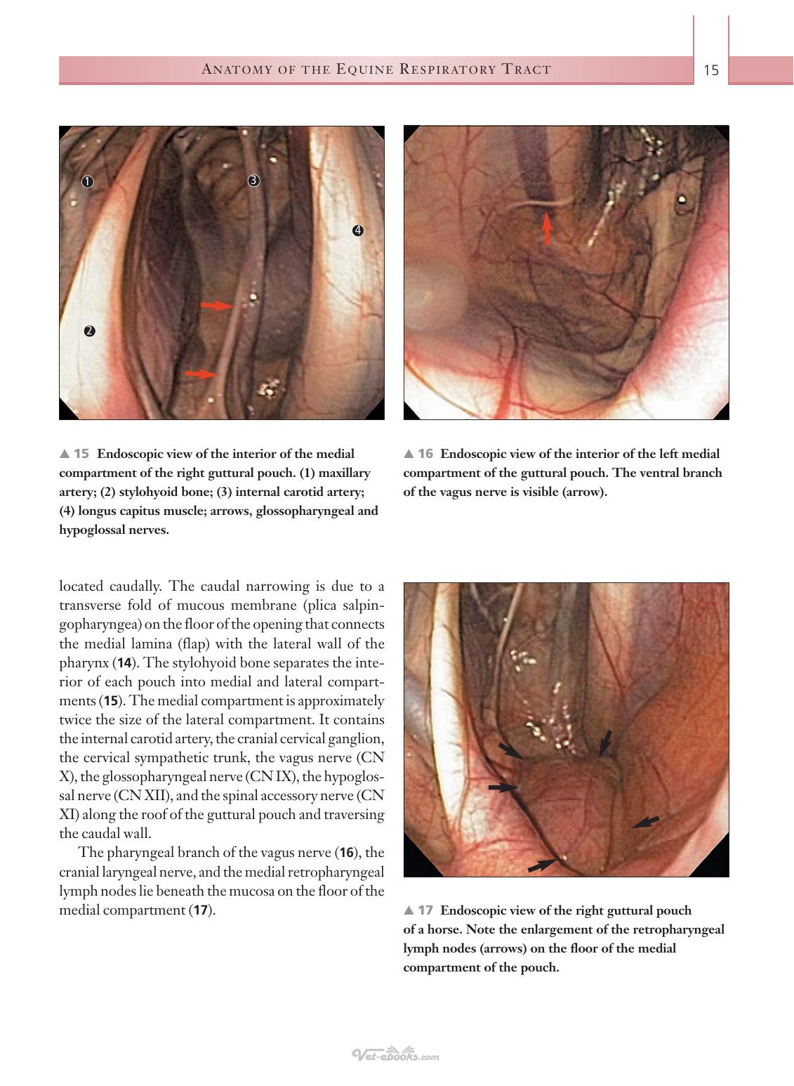 Respiratory Diseases Of The Horse A Problem Oriented Approach To Diagnosis And Management