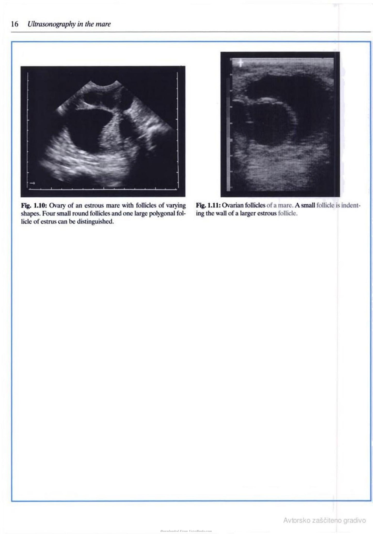 Veterinary Reproductive Ultrasonography