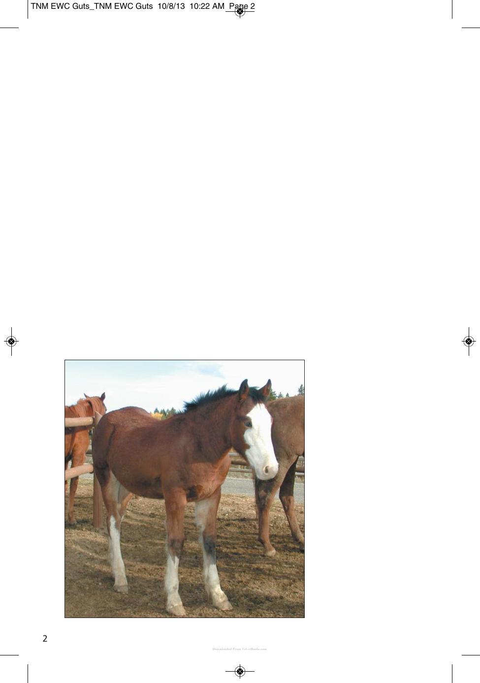 Wound Care Management For The Equine Practitioner
