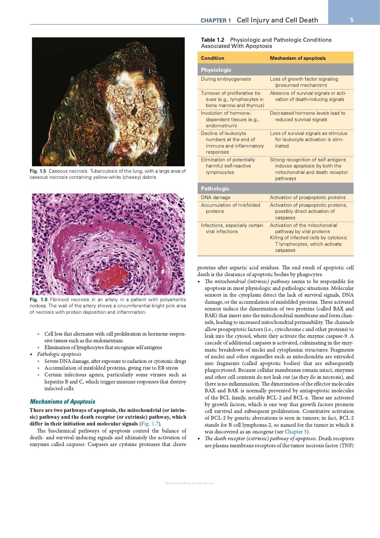 Robbins Essential Pathology