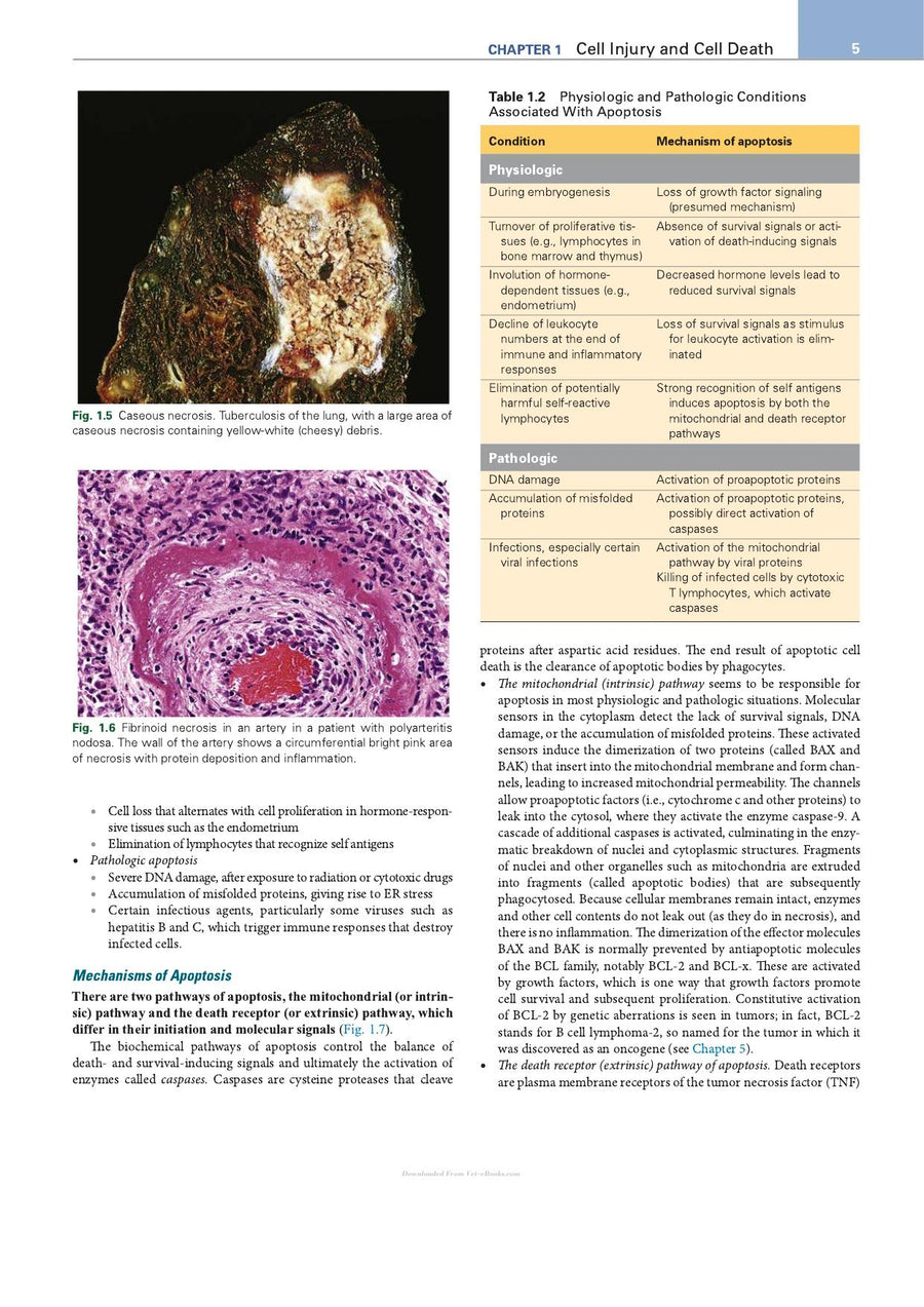 Preview page of Robbins Essential Pathology