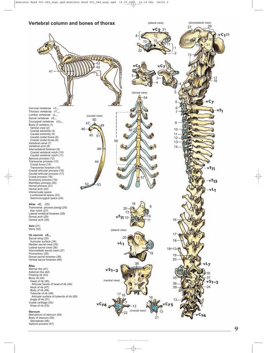 Preview page of Anatomy of the Dog an Illustrated Text 5th Edition