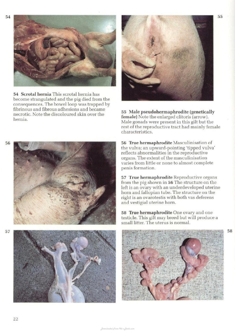 Preview page of A Colour Atlas of Diseases and Disorders of the Pig