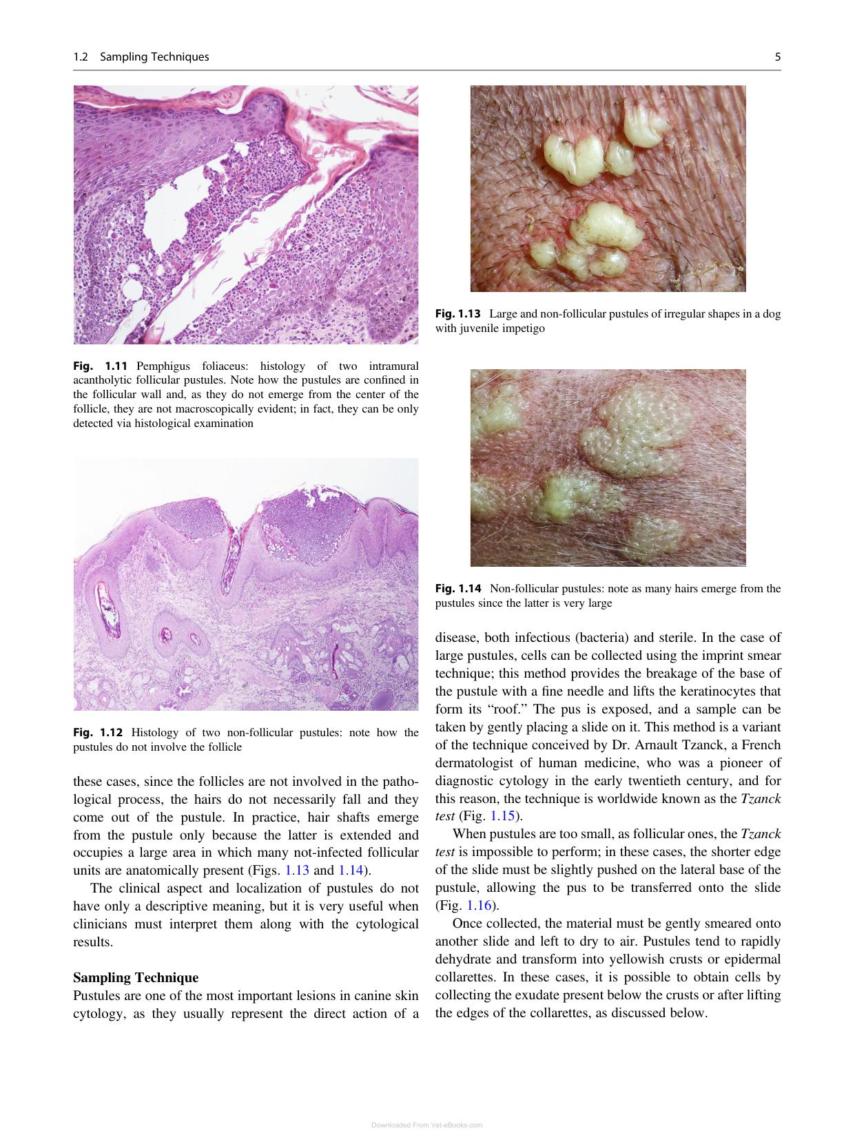 Canine And Feline Skin Cytology 2Nd Edition