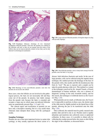 Canine and Feline Skin Cytology 2nd Edition