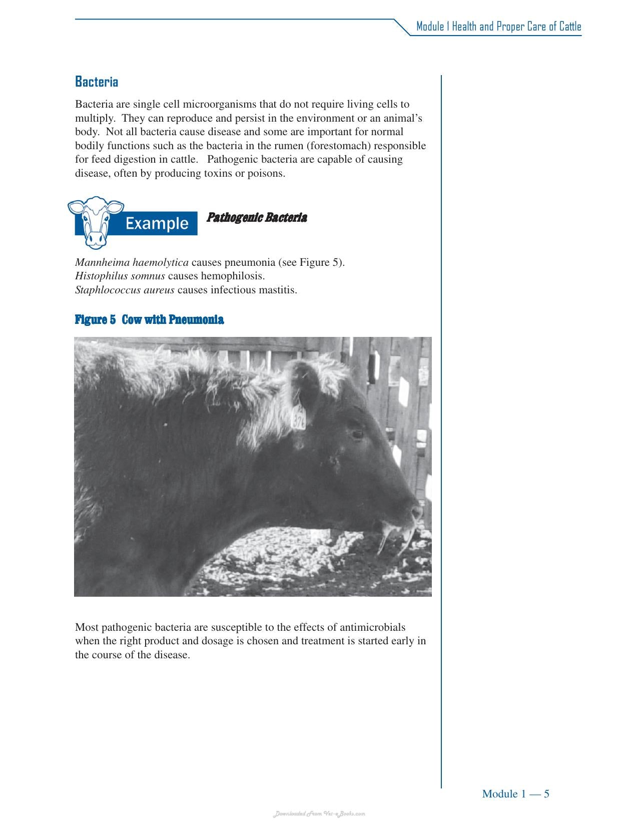 Cattle Medicine Responsible Use Course