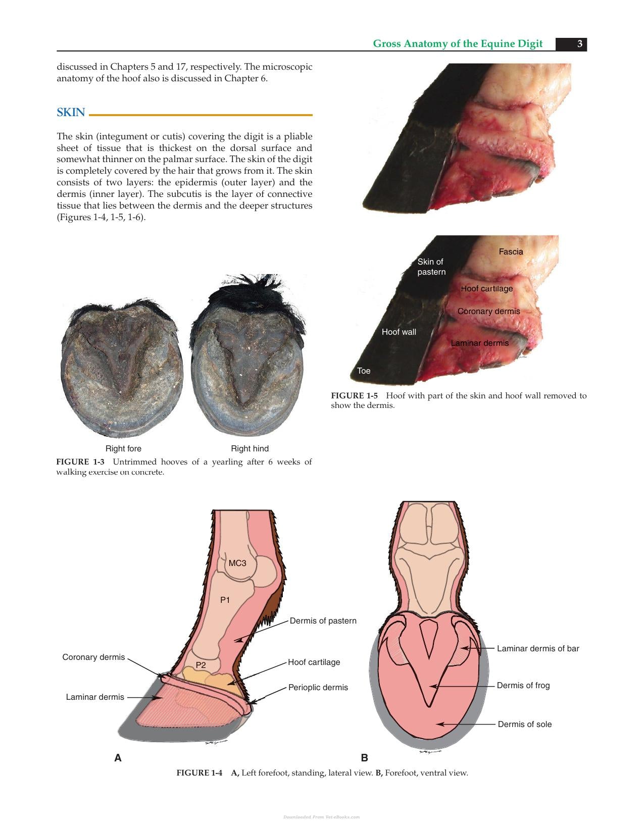 Equine Podiatry
