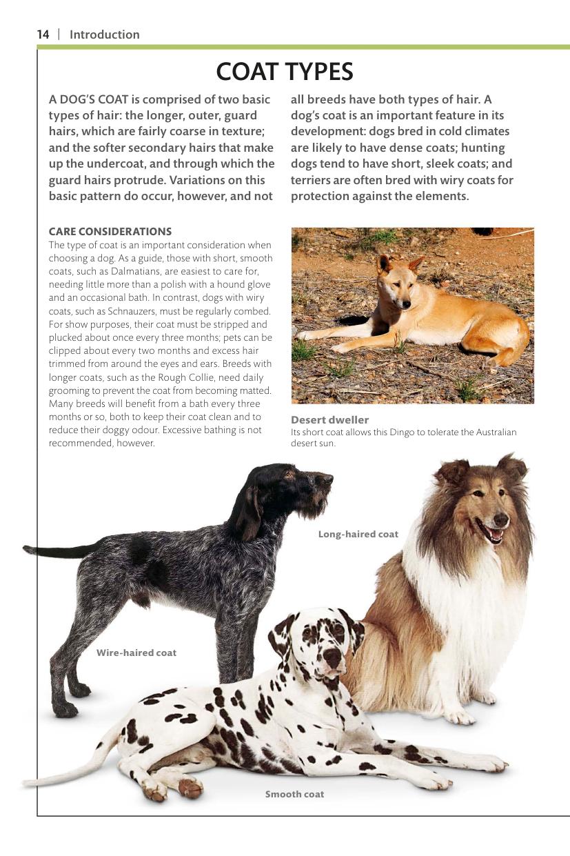 Dogs Dk Handbooks