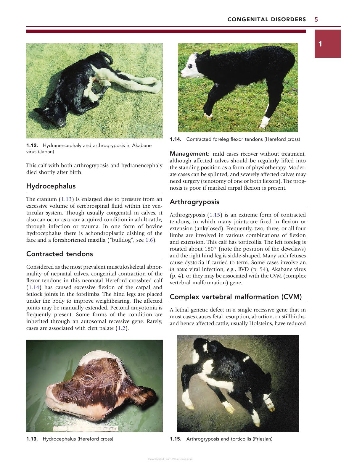 Color Atlas Diseases Disorders Cattle 3Rd Edition