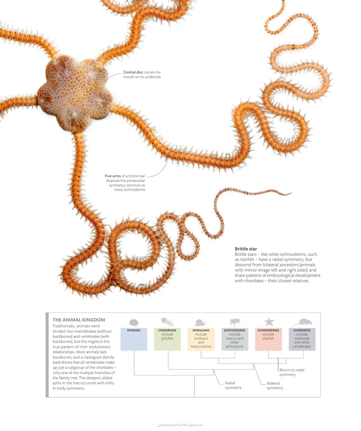 The Science Of Animals Inside Their Secret World