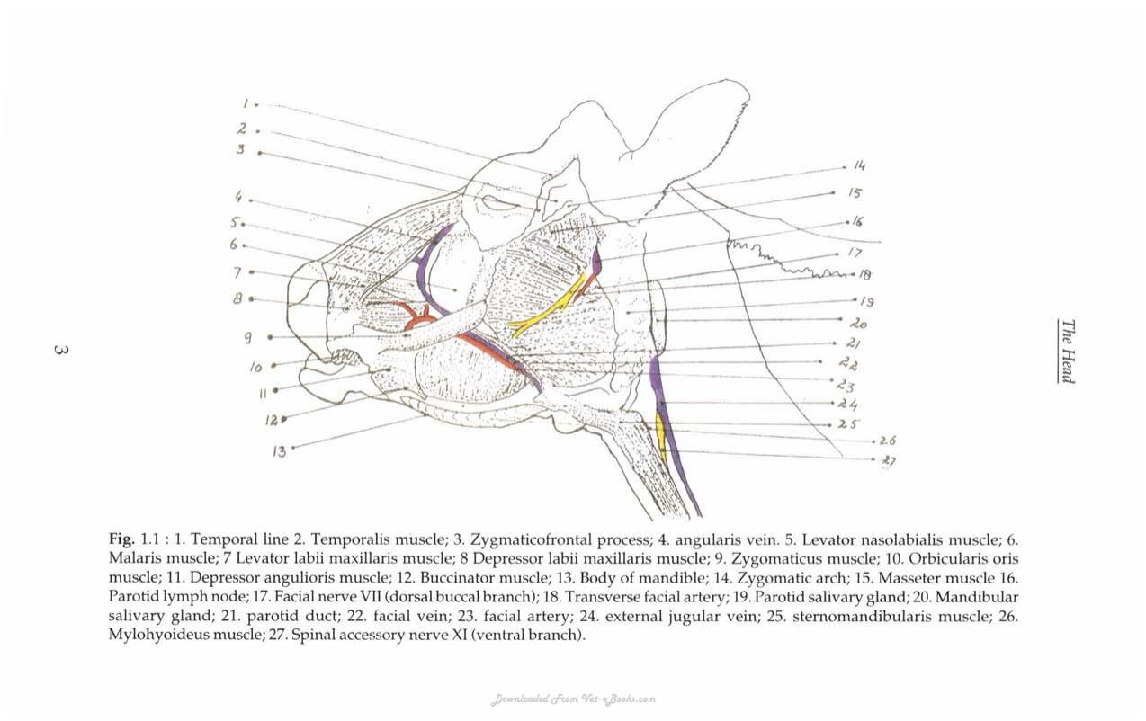 Regional And Surgical Anatomy Of Bovines