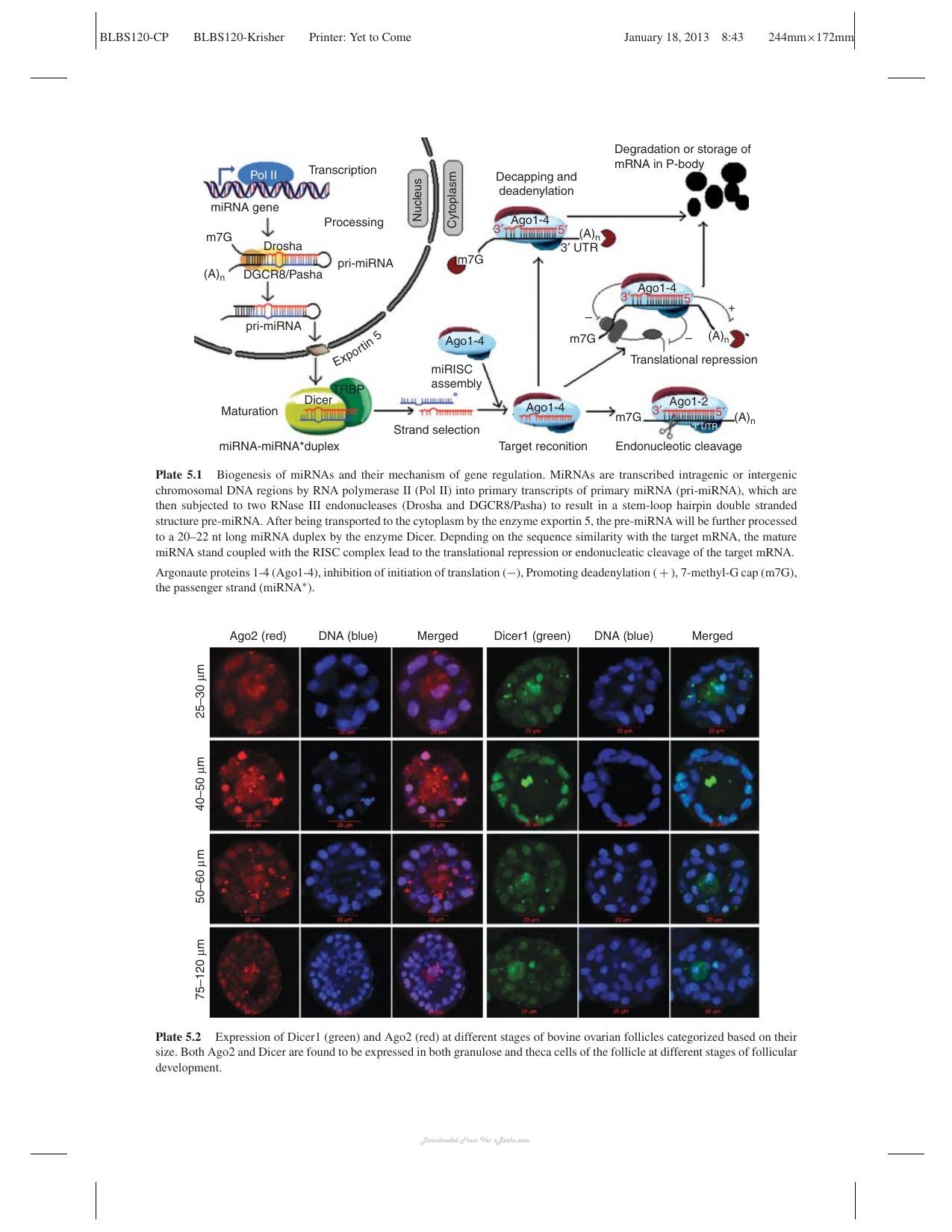 Oocyte Physiology And Development In Domestic Animals