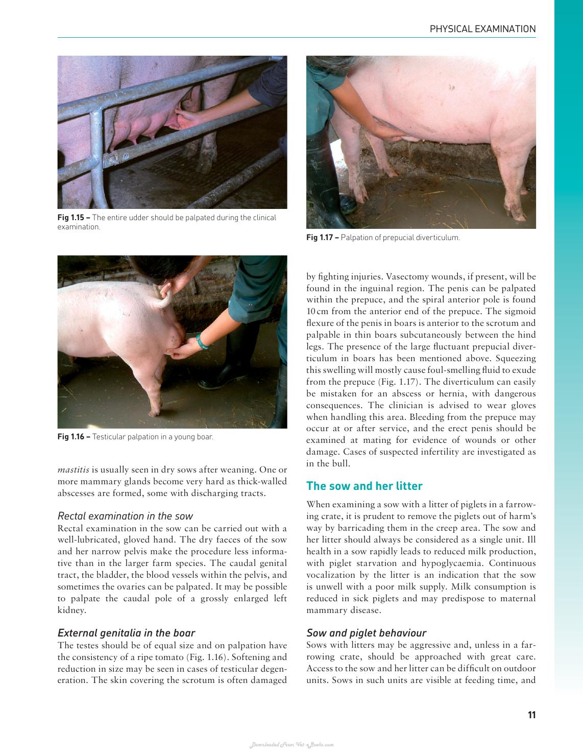 Handbook Of Pig Medicine