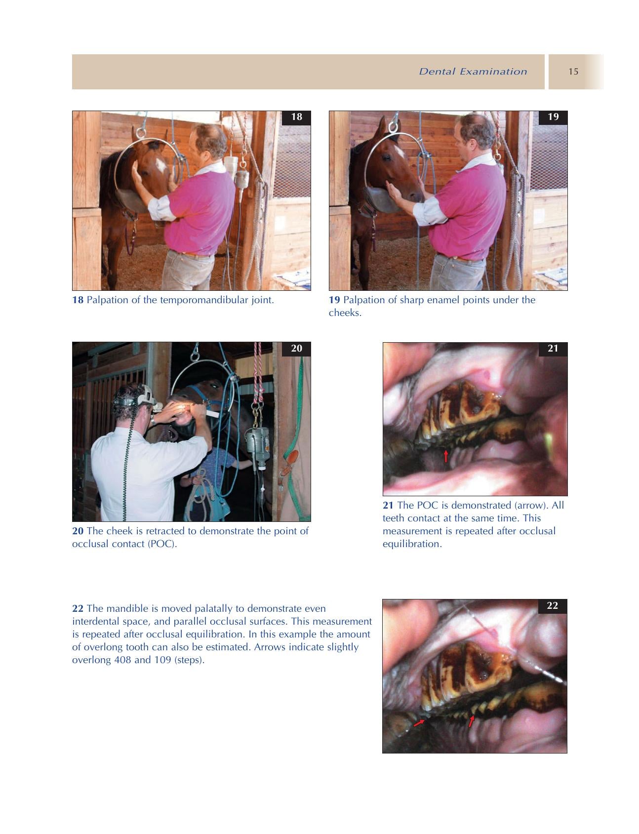 Principles Of Equine Dentistry