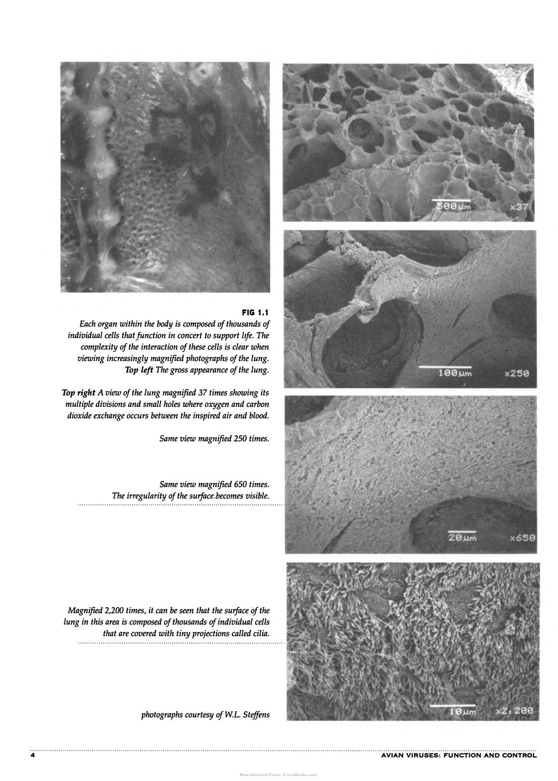Avian Viruses Function And Control