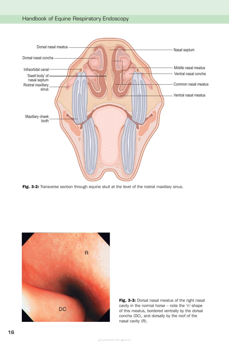 Handbook Of Equine Respiratory Endoscopy