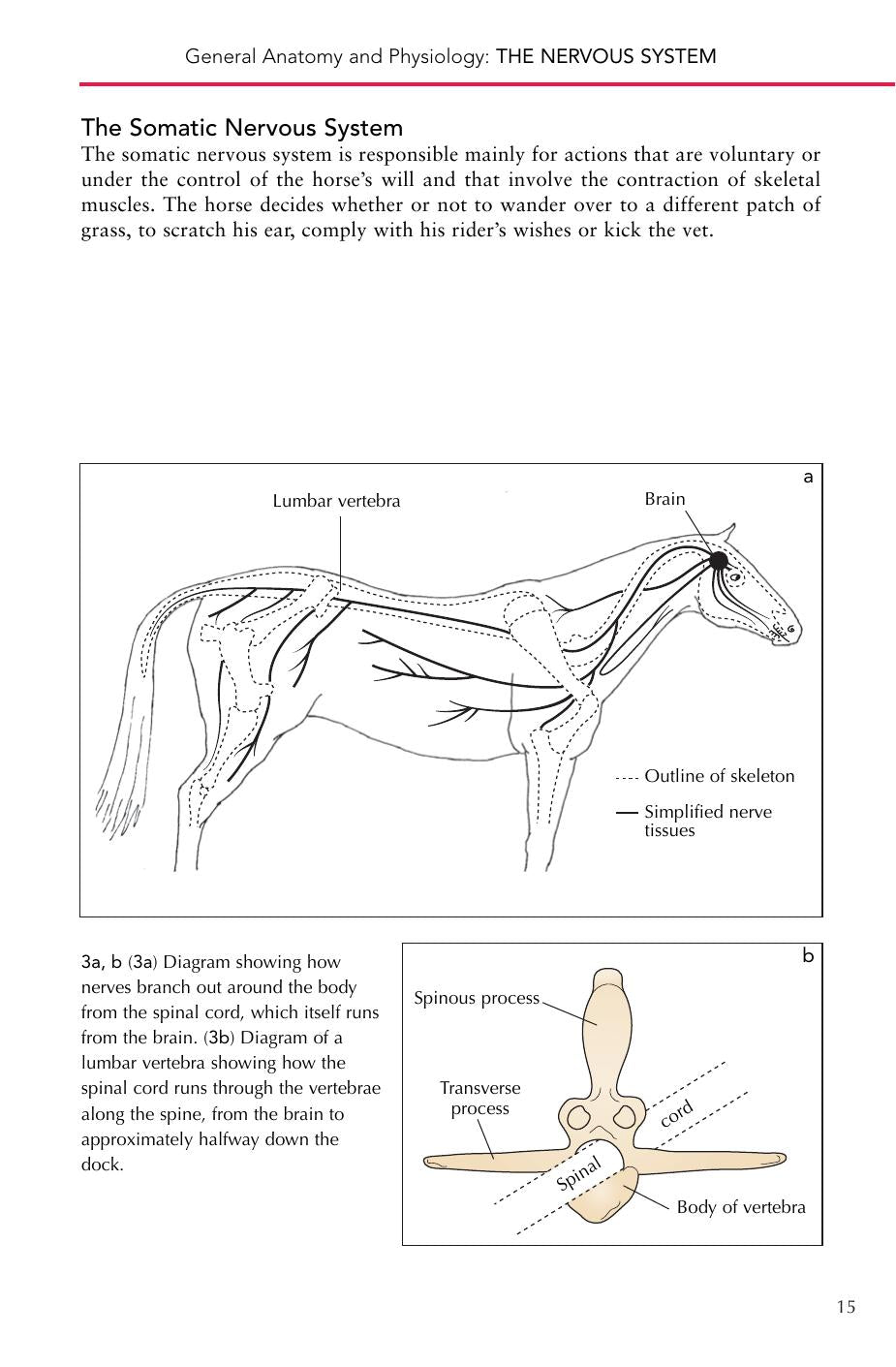 Horse Senses