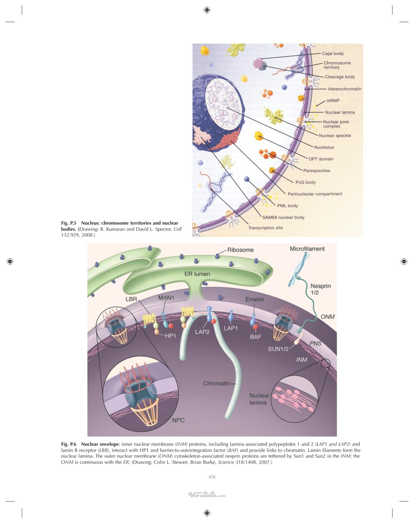 Ultrastructural Pathology The Comparative Cellular Basis Of Disease 2Nd Edition