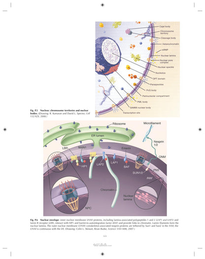 Ultrastructural Pathology the Comparative Cellular Basis of Disease 2nd Edition