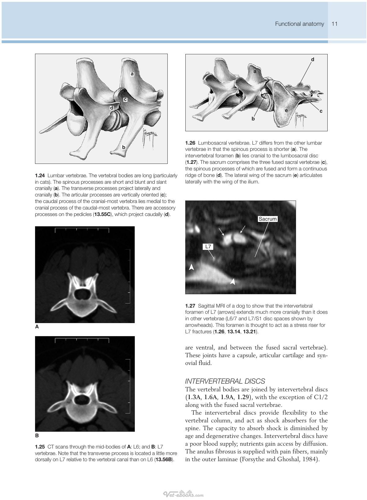 Small Animal Spinal Disorders Diagnosis And Surgery 2Nd Edition