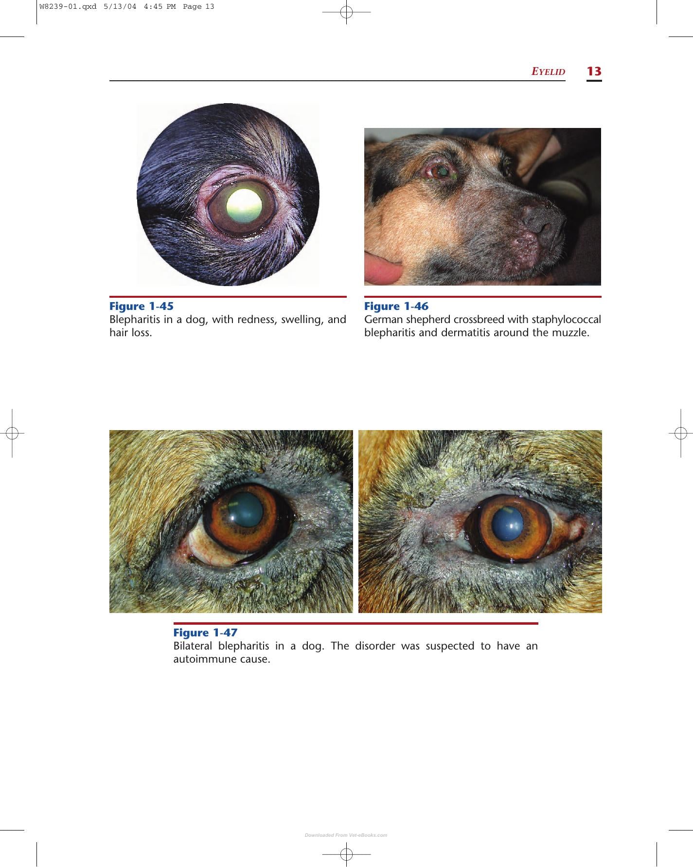 Color Atlas Of Canine And Feline Ophthalmology