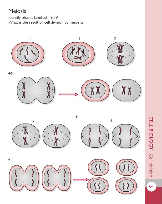 Introduction To Veterinary Anatomy And Physiology Flashcards