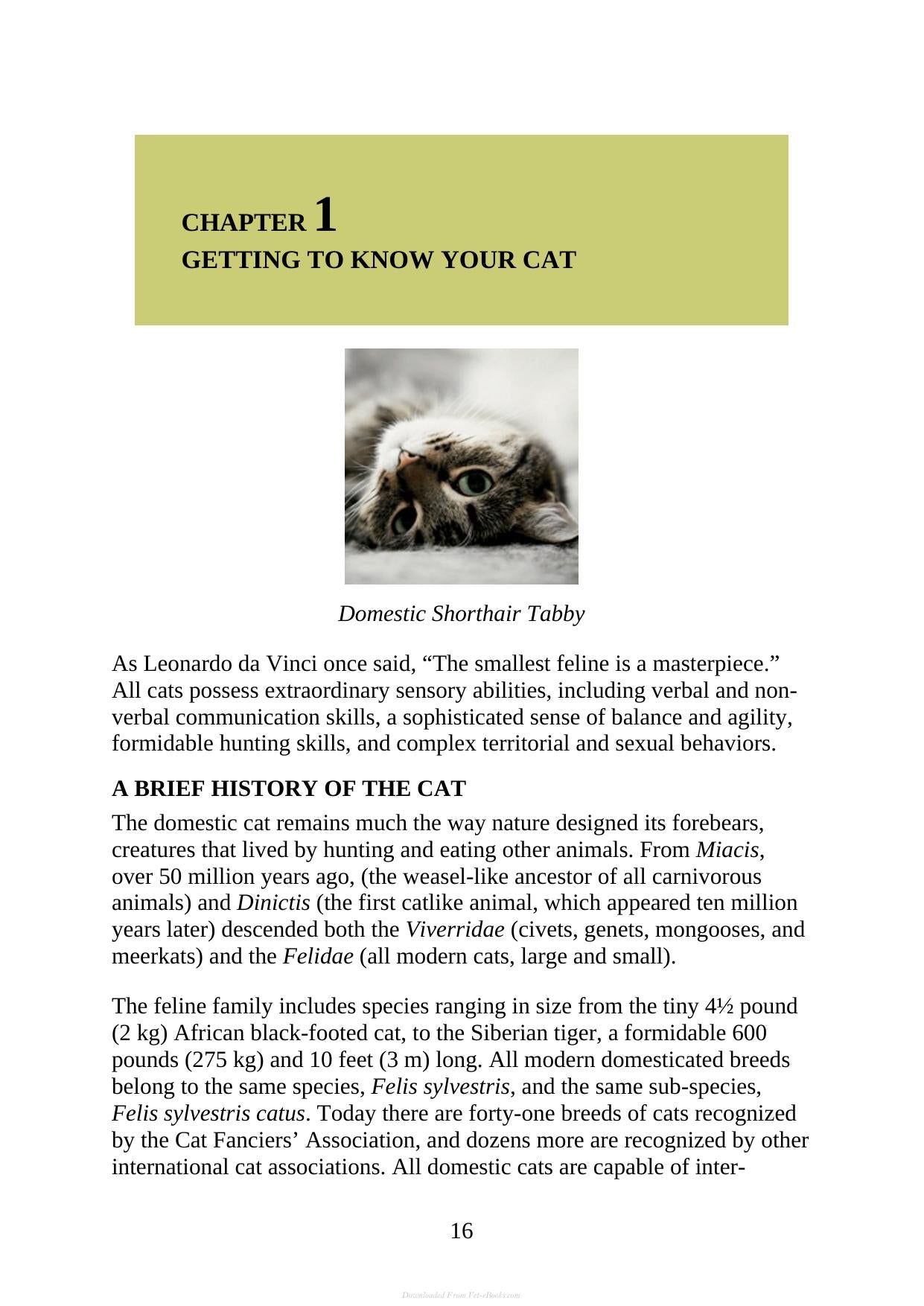 The Complete Guide To Holistic Cat Care An Illustrated Handbook