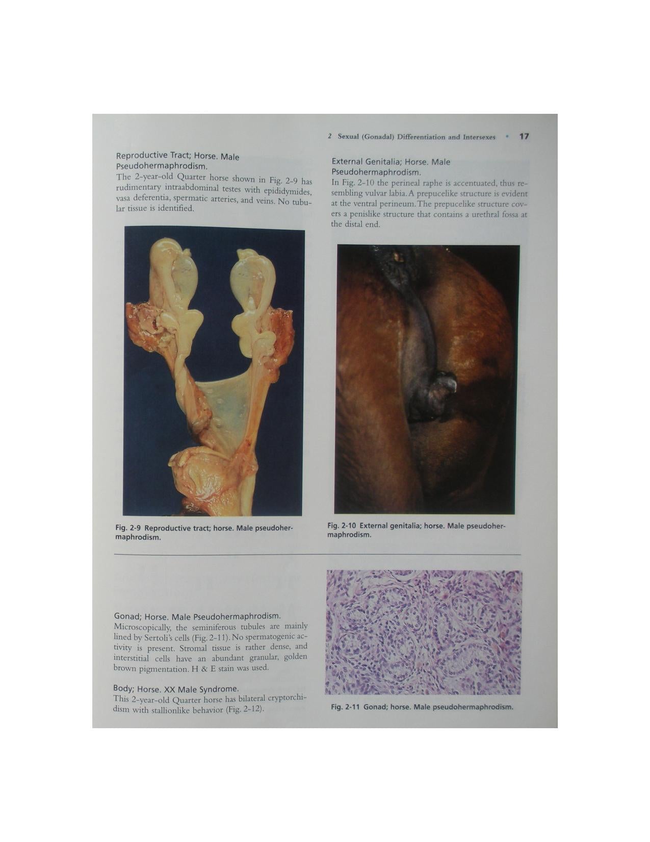 Color Atlas Of Reproductive Pathology Of Domestic Animals