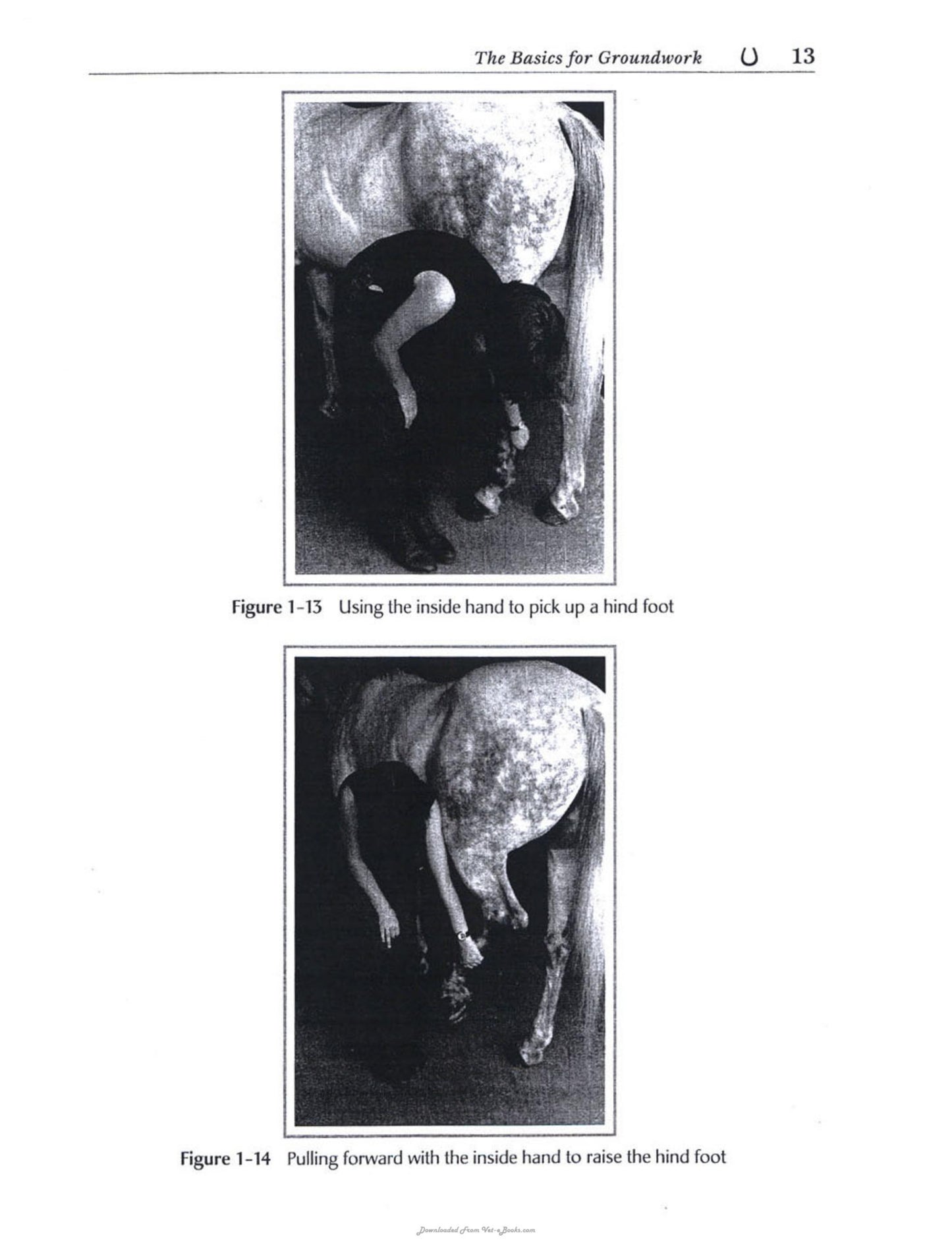 Equine Safety