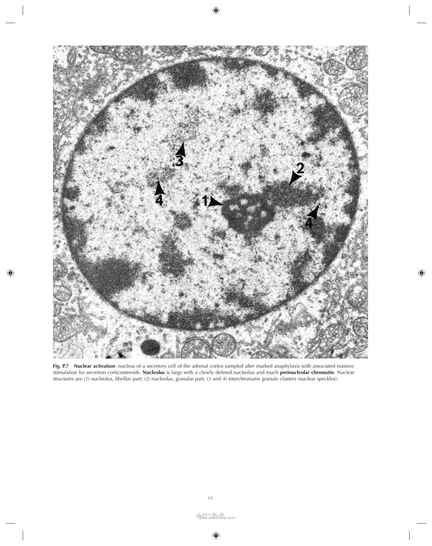 Ultrastructural Pathology The Comparative Cellular Basis Of Disease 2Nd Edition