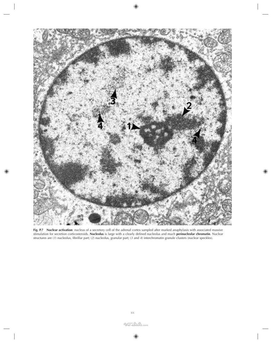 Preview page of Ultrastructural Pathology the Comparative Cellular Basis of Disease 2nd Edition