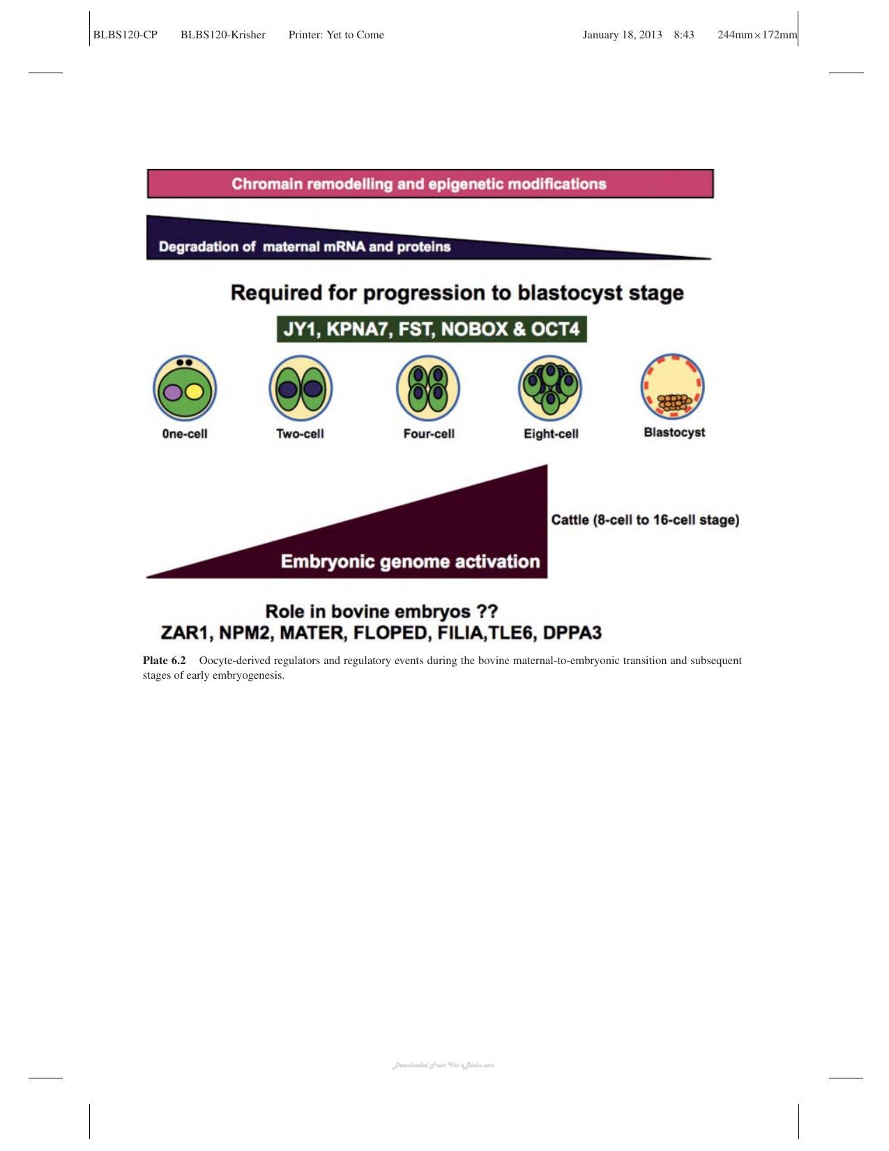 Oocyte Physiology And Development In Domestic Animals