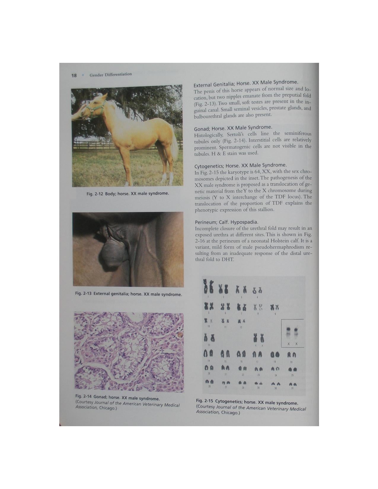 Color Atlas Of Reproductive Pathology Of Domestic Animals