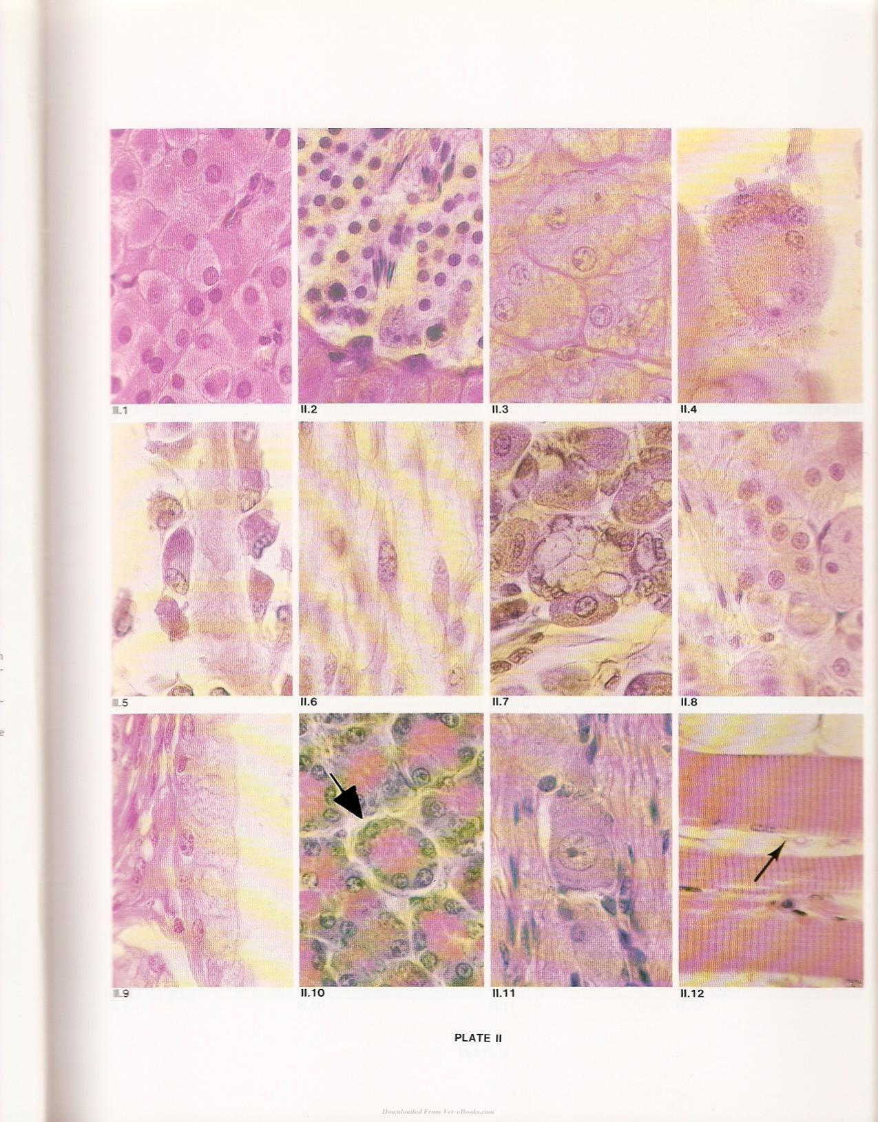 Applied Veterinary Histology 3Rd Edition