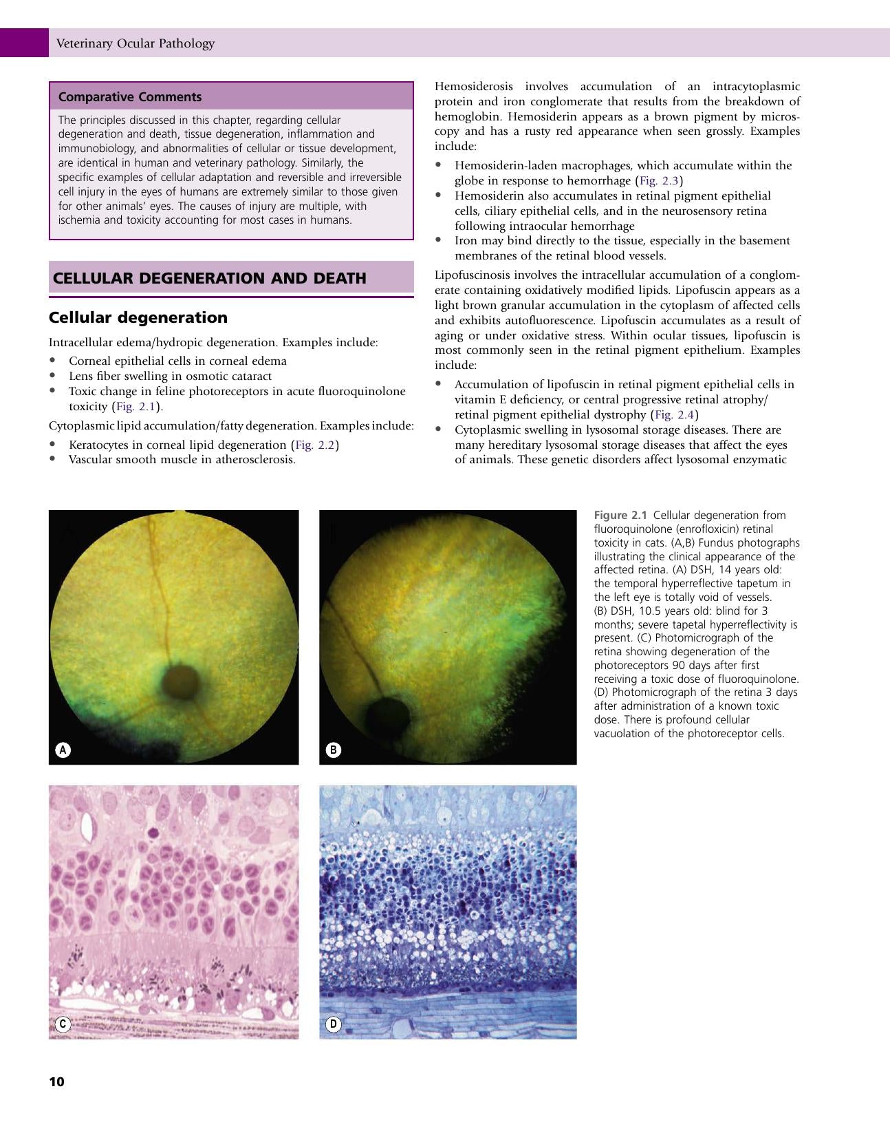 Veterinary Ocular Pathology A Comparative Review