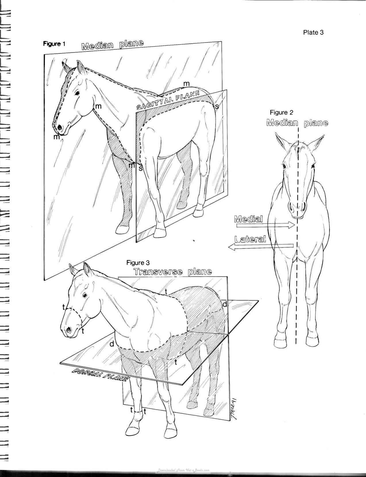 Horse Anatomy Coloring Atlas 2Nd Edition