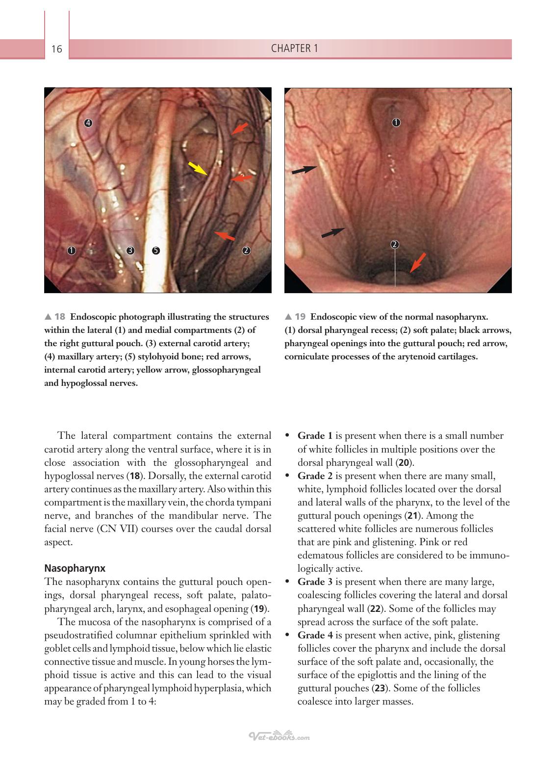 Respiratory Diseases Of The Horse A Problem Oriented Approach To Diagnosis And Management
