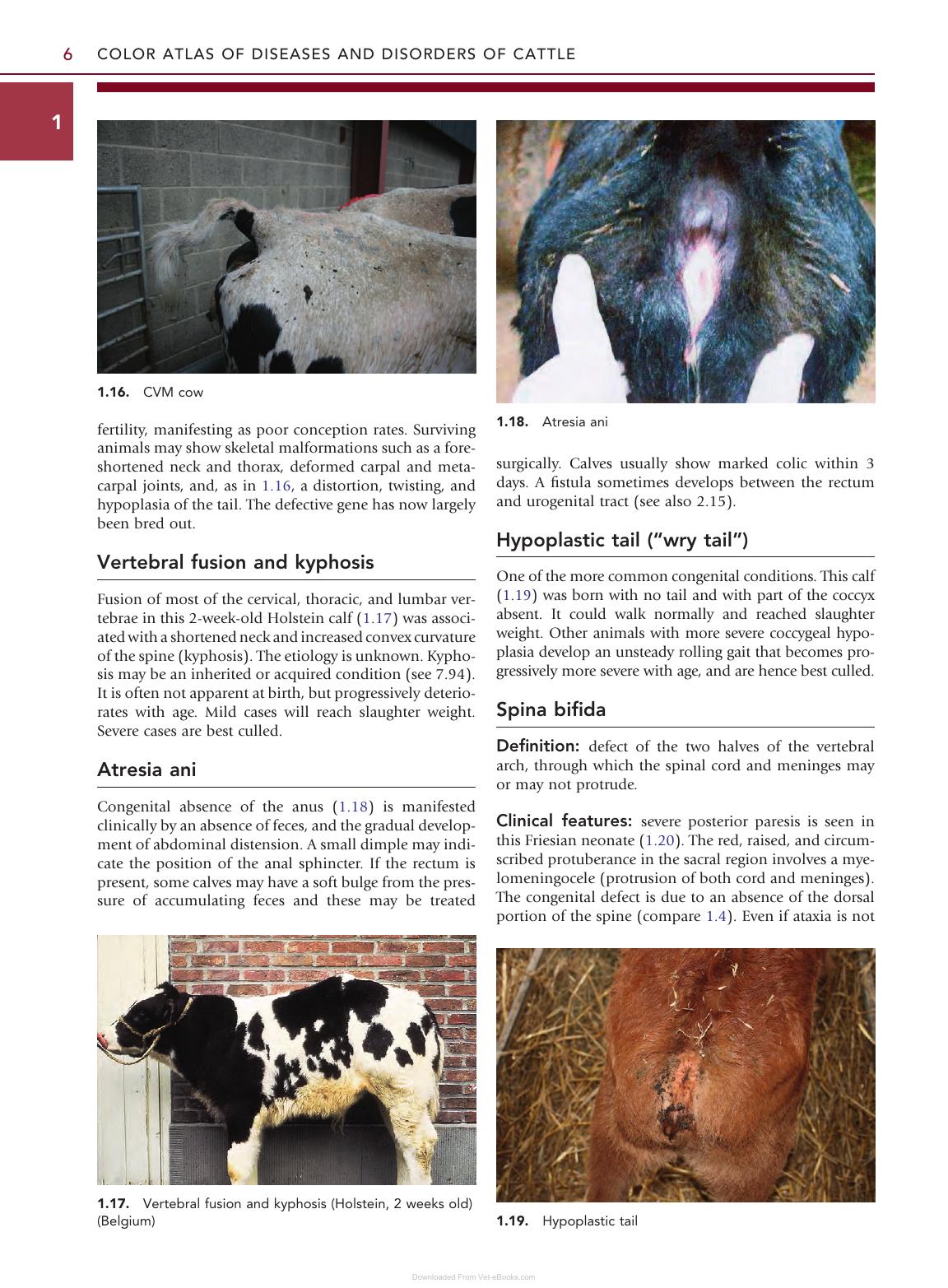 Color Atlas Diseases Disorders Cattle 3Rd Edition